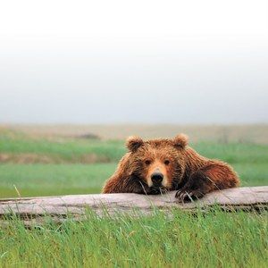 Meet your Posher, Kenneth